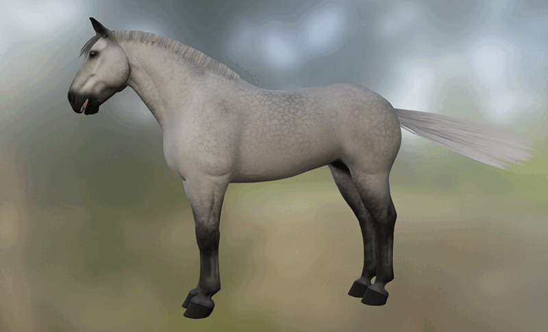 Deconstructing the Saddle Pad – The Horse