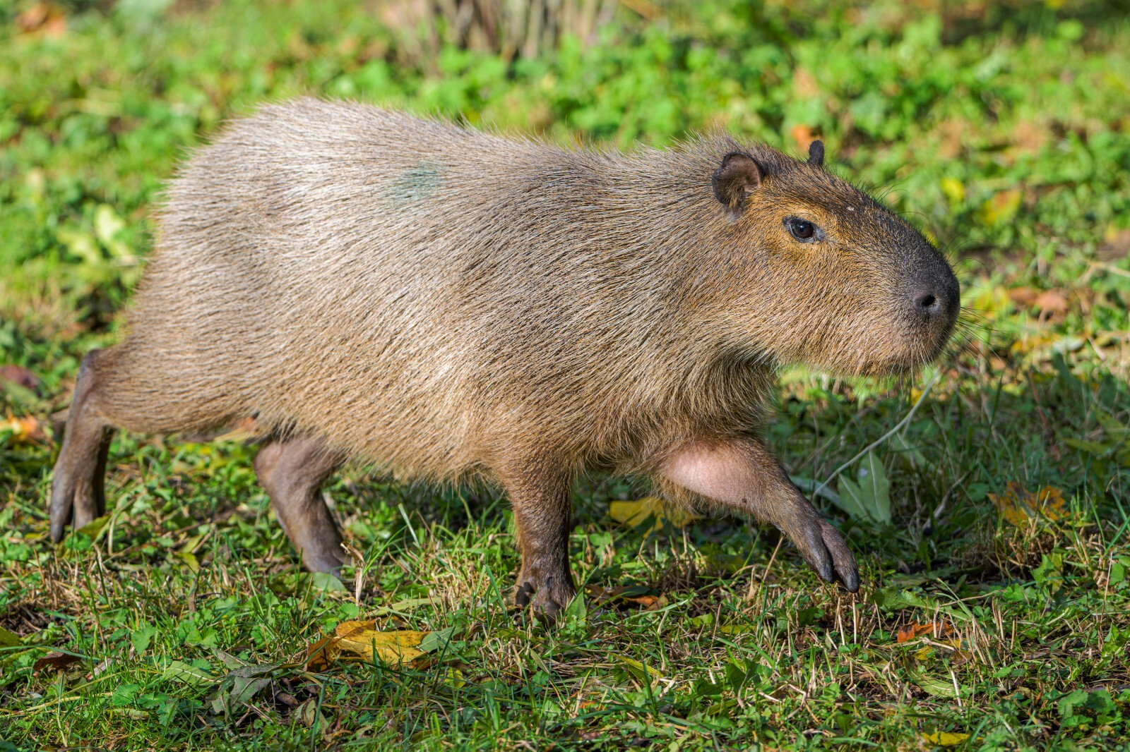 We Adopted Capybaras!
