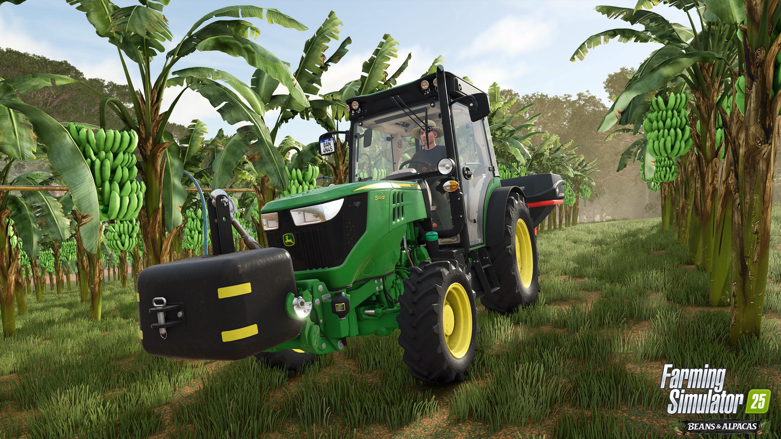 Healthy Banana Plantation