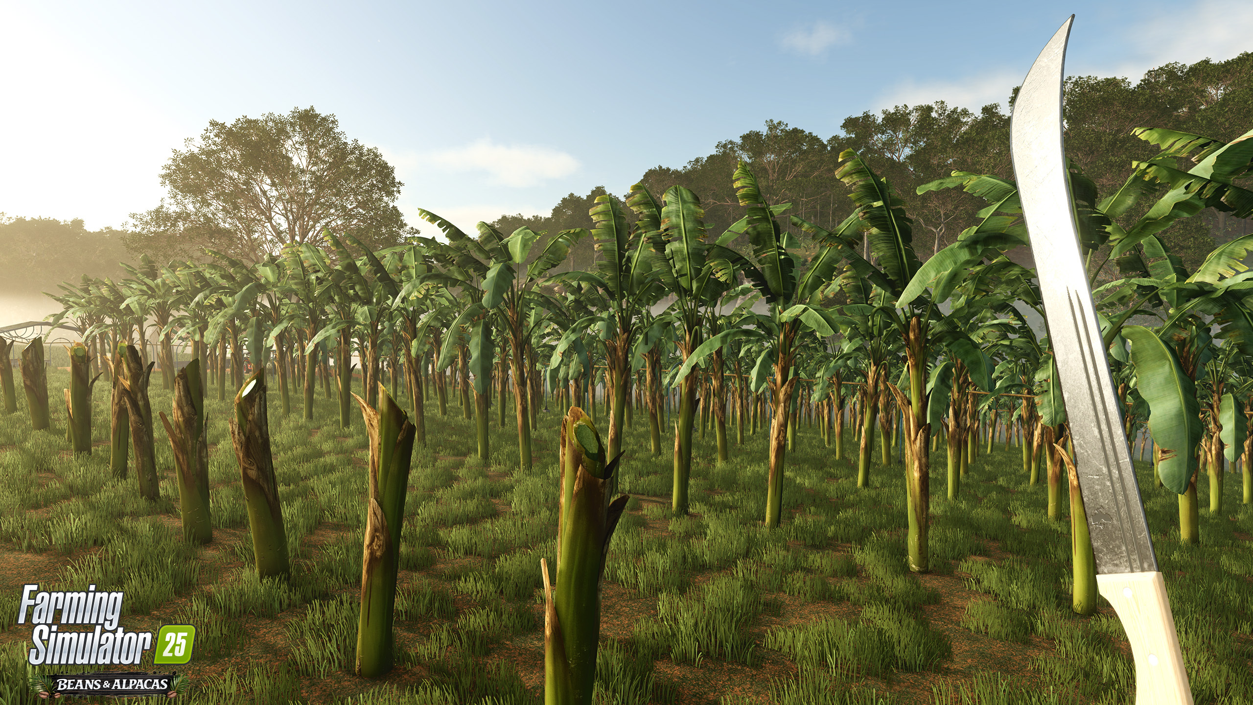 Banana Plant Regrowth