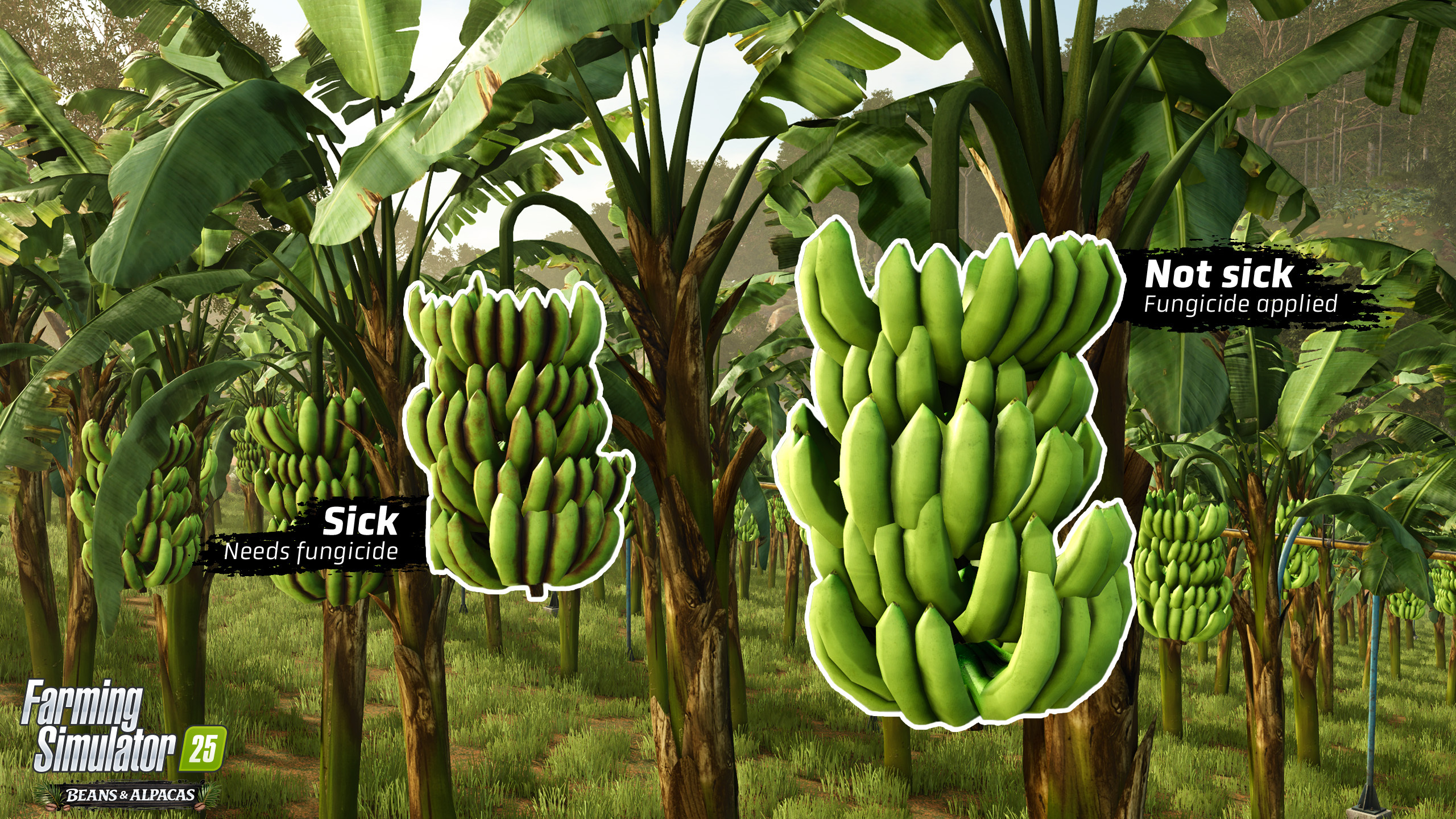Tractor Spraying Banana Trees