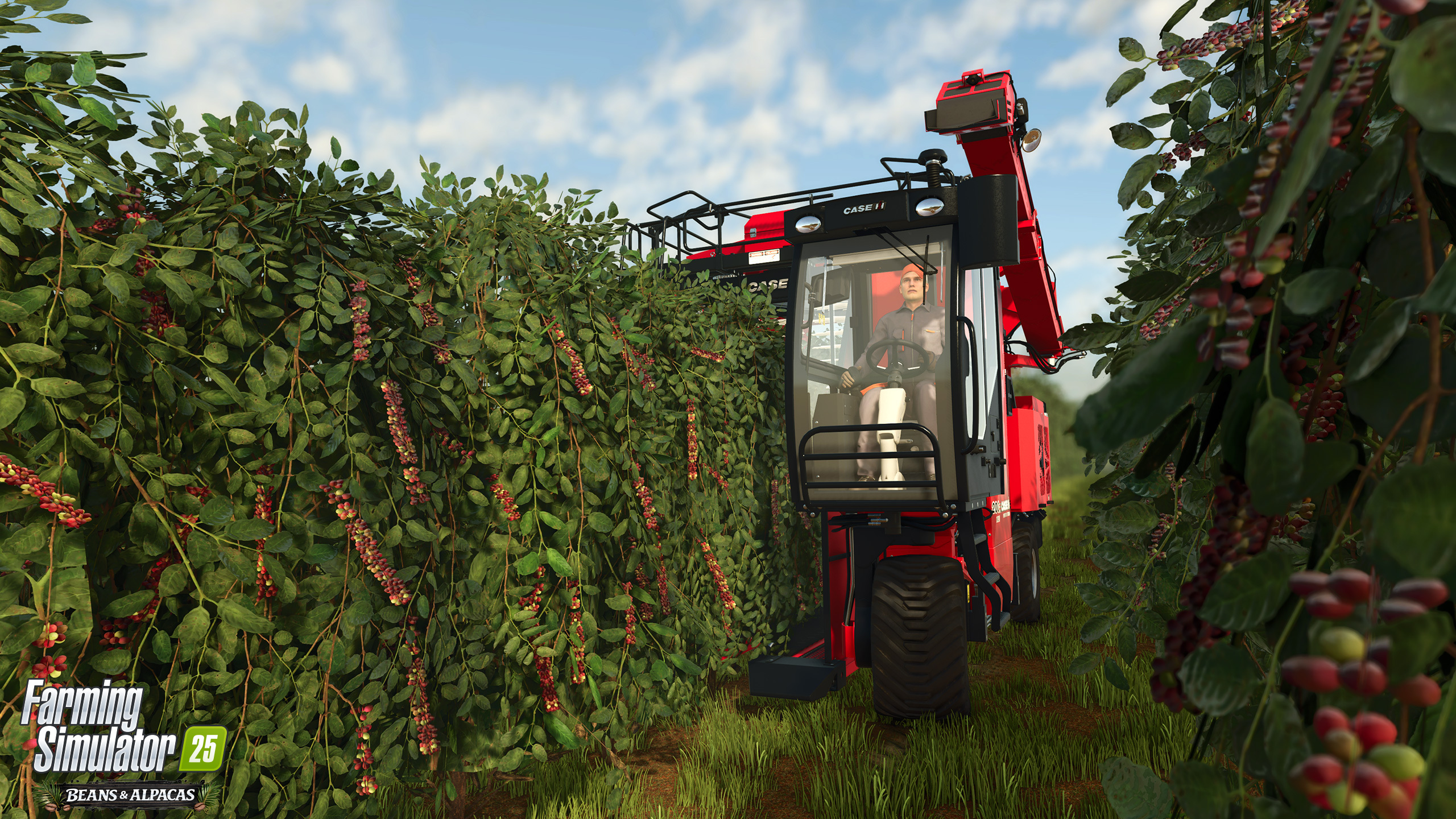 Ripe Coffee Cherries