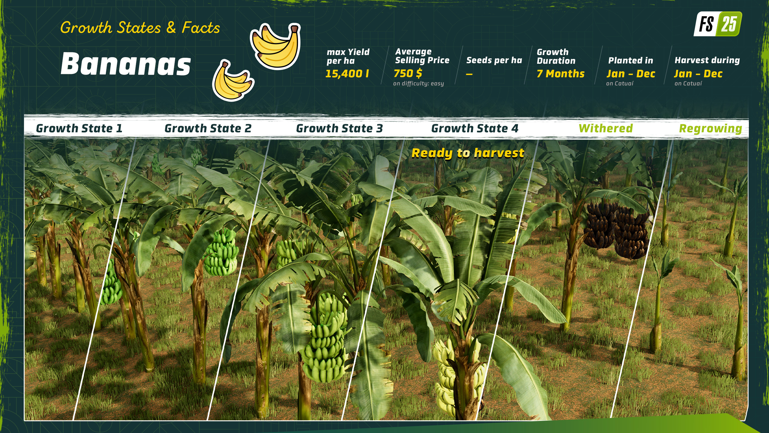 Banana Plantation in Catuaí