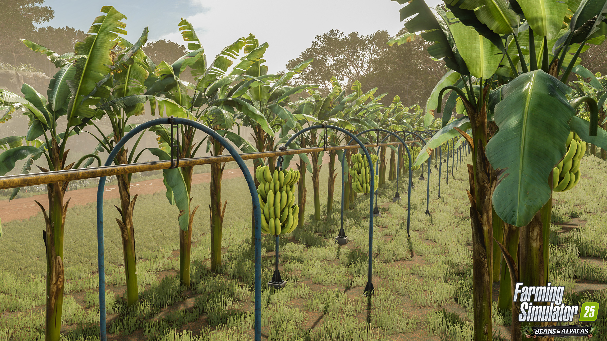 Manual Banana Harvesting with Machete