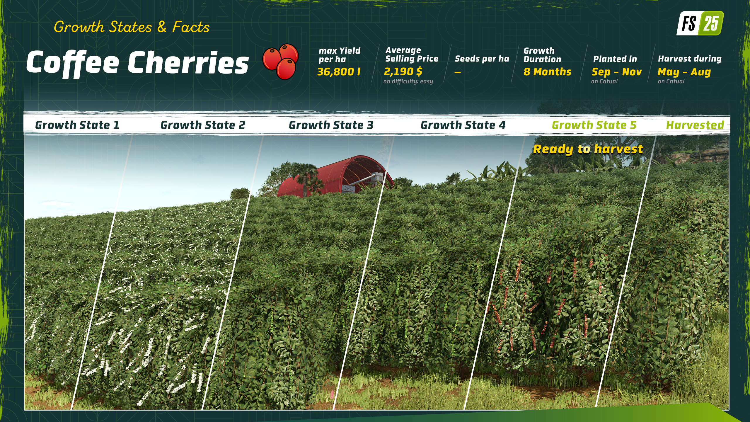 Coffee Growth Stages