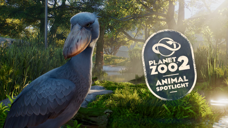 Animal Spotlight: Shoebill