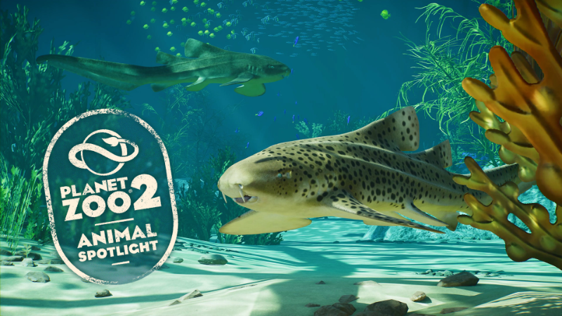 Animal Spotlight: Indo-Pacific Leopard Shark